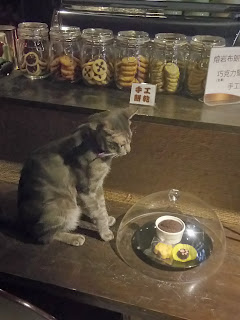 貓咪咖啡廳 貓嘰咕咖啡
