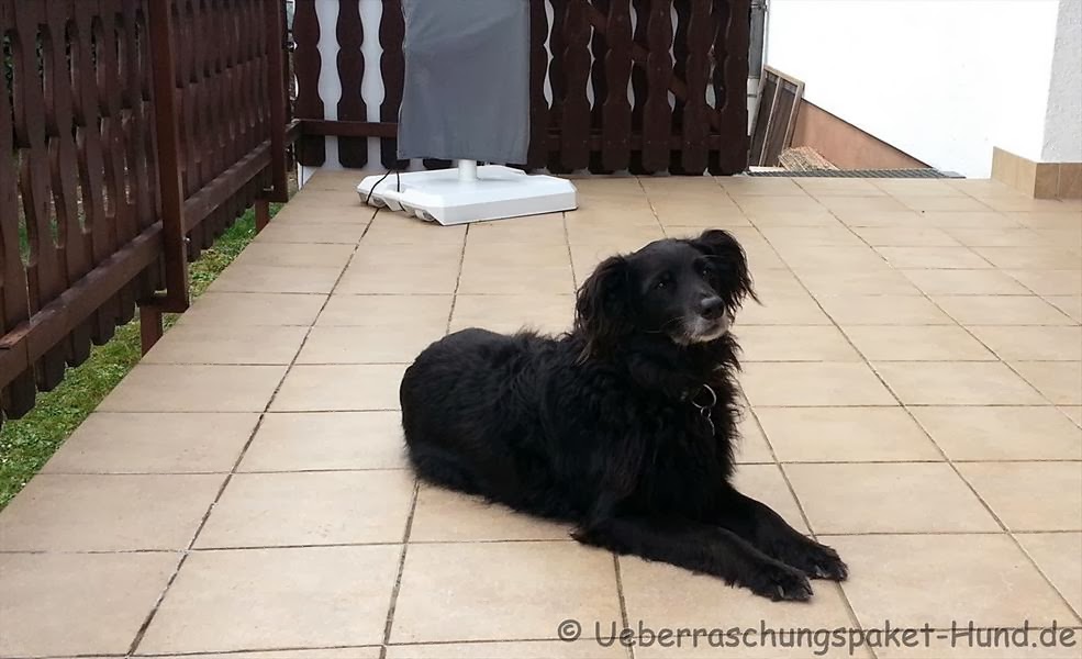 Überraschungspaket Hund ein Hundeblog der zeigt, wie unterschiedlich