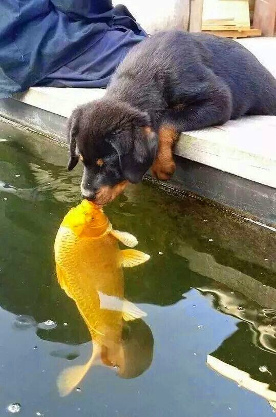 Cute Dog And Yellow Fish Kissing          