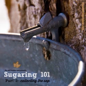 Sugaring 101: How to Collect Sap