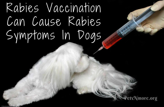 can a vaccinated get rabies pets n more rabies vaccination can cause rabies symptoms in dogs can a vaccinated get rabies pets n more rabies vaccination can cause rabies symptoms in dogs