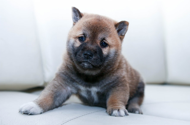 Cute Puppy_DRC