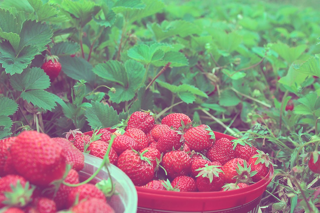 7 tips para plantar fresas con éxito