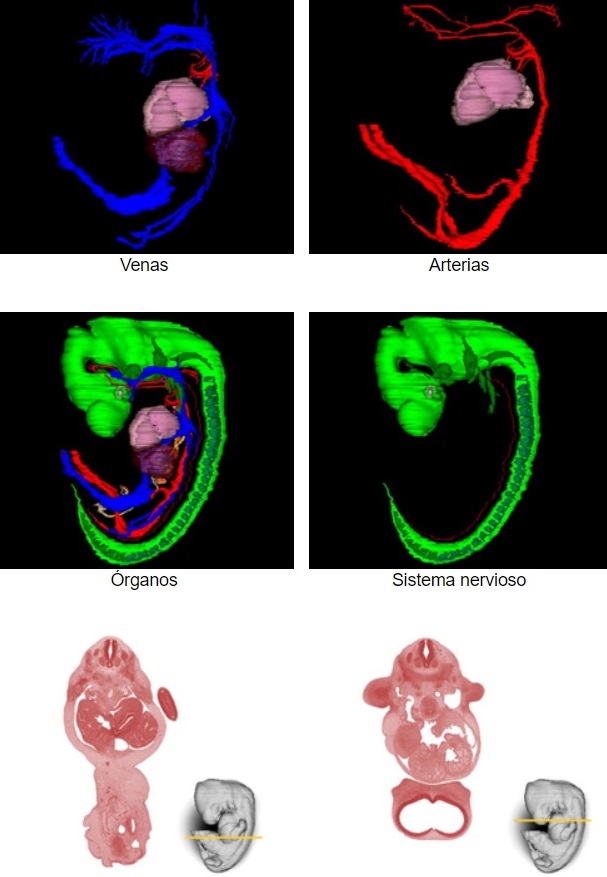 Embriología Virtual