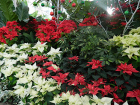 red and white poinsettias at allan gardens christmas flower show 2012 by garden muses: a toronto gardening blog