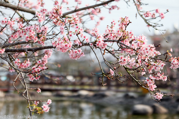 芬園花卉生產休憩園區河津櫻、洲府枝垂櫻花隧道、水池造景好好拍 芬園花卉生產休憩園區河津櫻、洲府枝垂櫻花隧道、水池造景好好拍