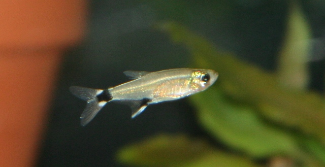 Tropical Fish Tank: White spot tetra / Dawn tetra