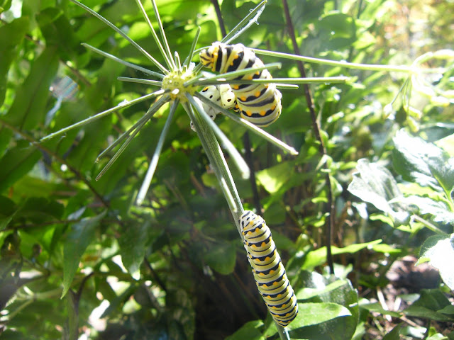 The striking yellow and black striped caterpillar of the Black Swallowtail butterfly feeding on a dill stem.
