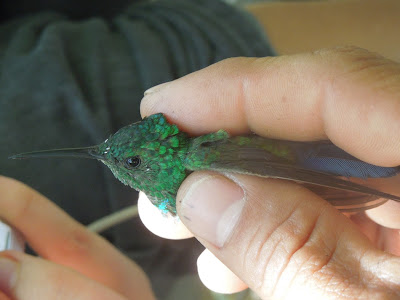 Amazilia saucerrottei Amazilia cyanura