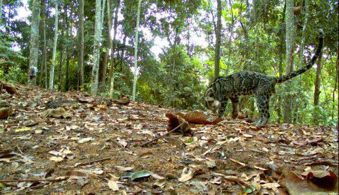 Hewan Dan Tumbuhan Langka Di Riau Hewan Langka Dan Tumbuhan Langka