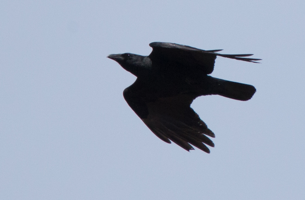 PeregrinePrints.com Blog: Visual ID of American vs. Fish Crow...