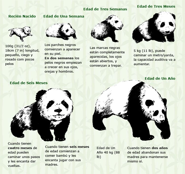 El crecimiento del Panda