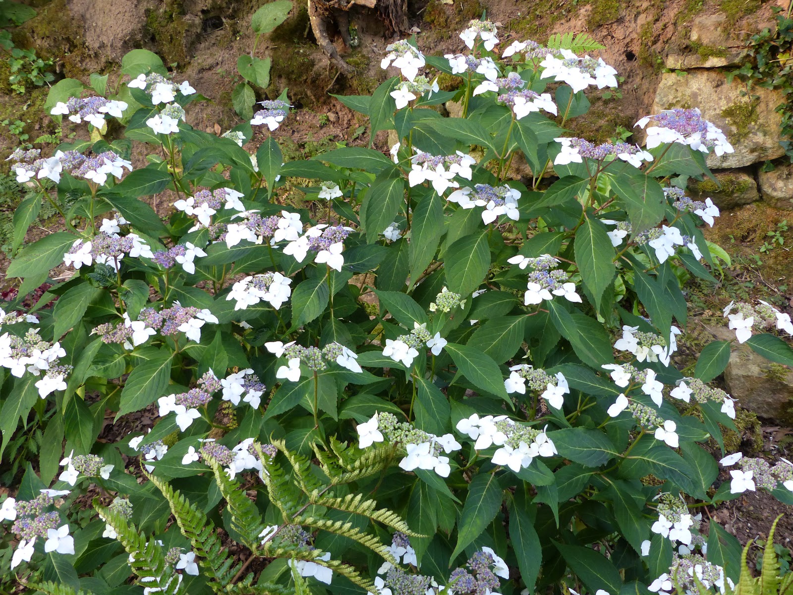 Roses Du Jardin Cheneland Hydrangea Aspera Villosa