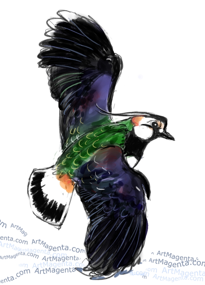 Northern Lapwing sketch painting. Bird art drawing by illustrator Artmagenta