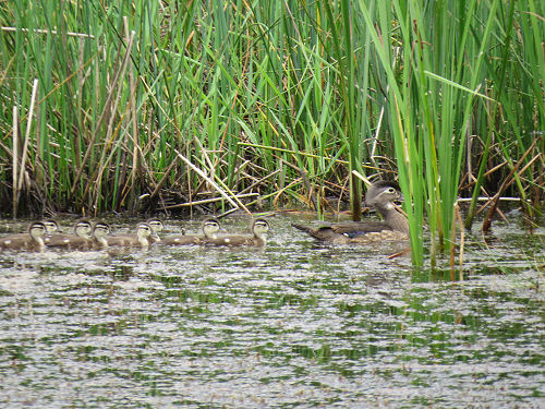 wood duck babies