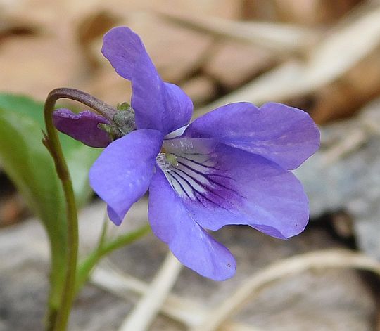 Fiołek leśny (Viola reichenbachiana). Fiołek leśny (Viola reichenbachiana).