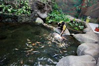 taman akuarium air tawar
