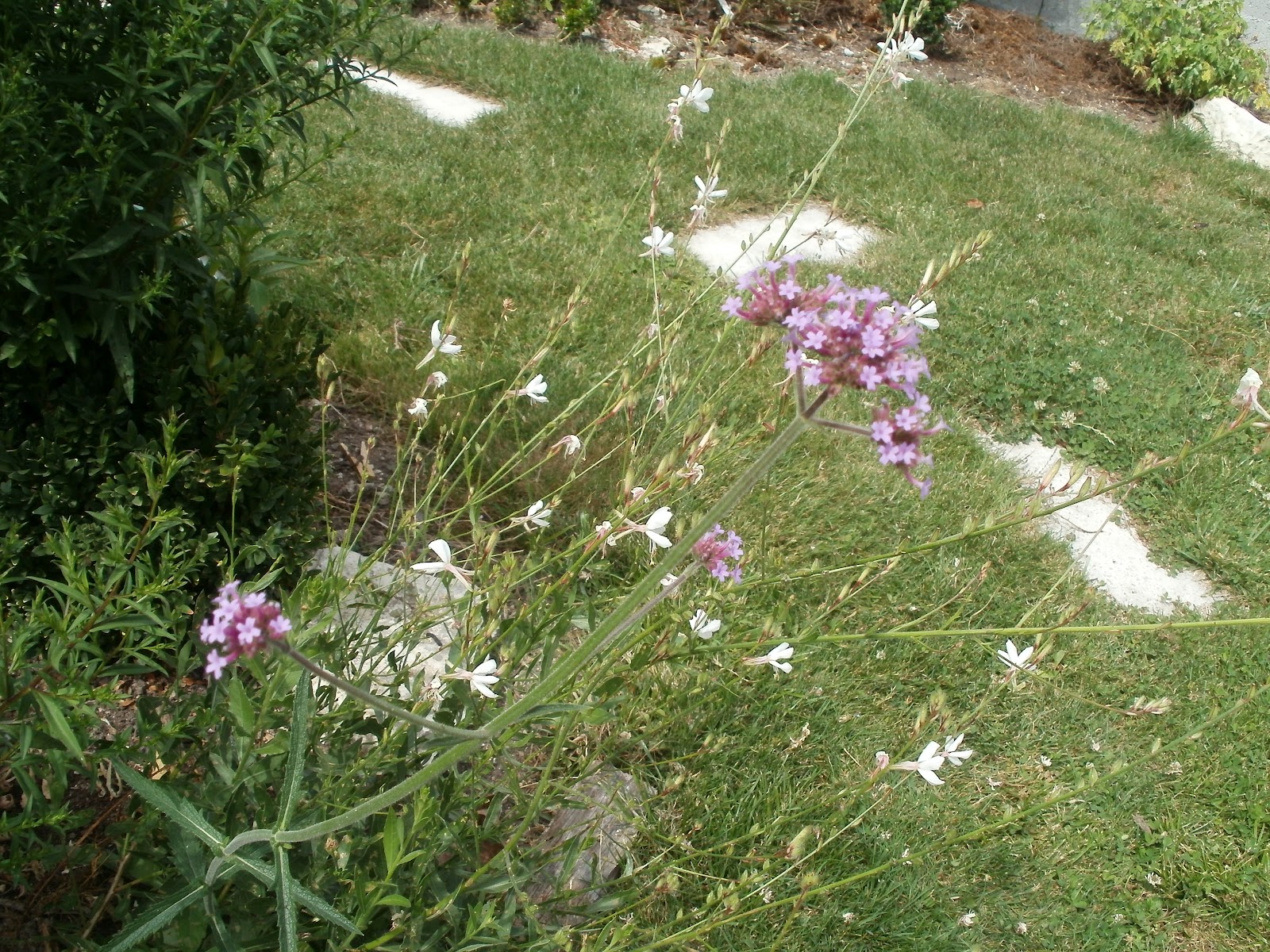 Le jardin de marie en charentemaritime: Verveine de Buenos Aires et Gaura