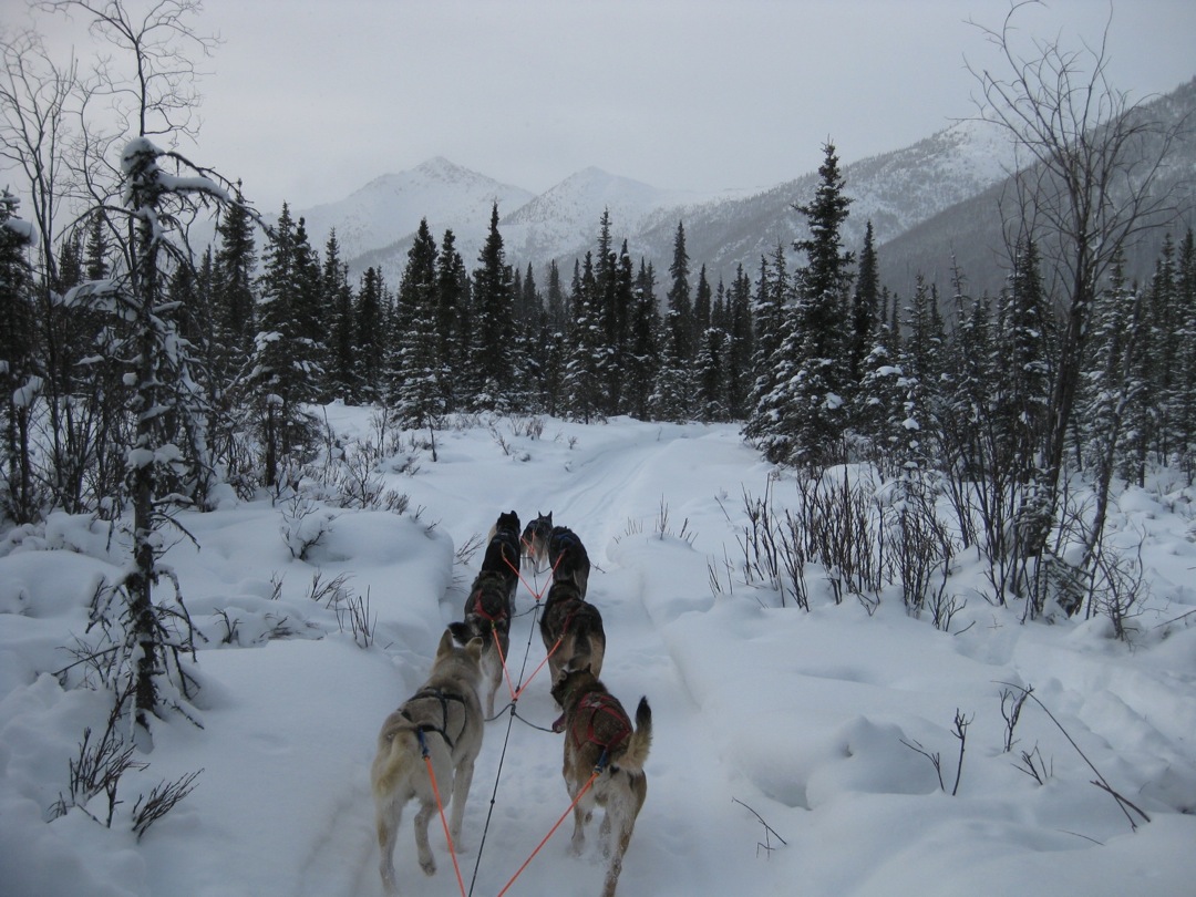 Boundary Sled Dog Kennel Home