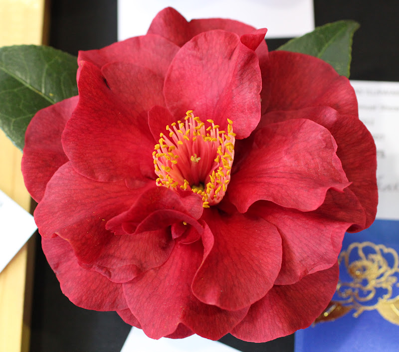 Florez Nursery: 7 Red Camellias