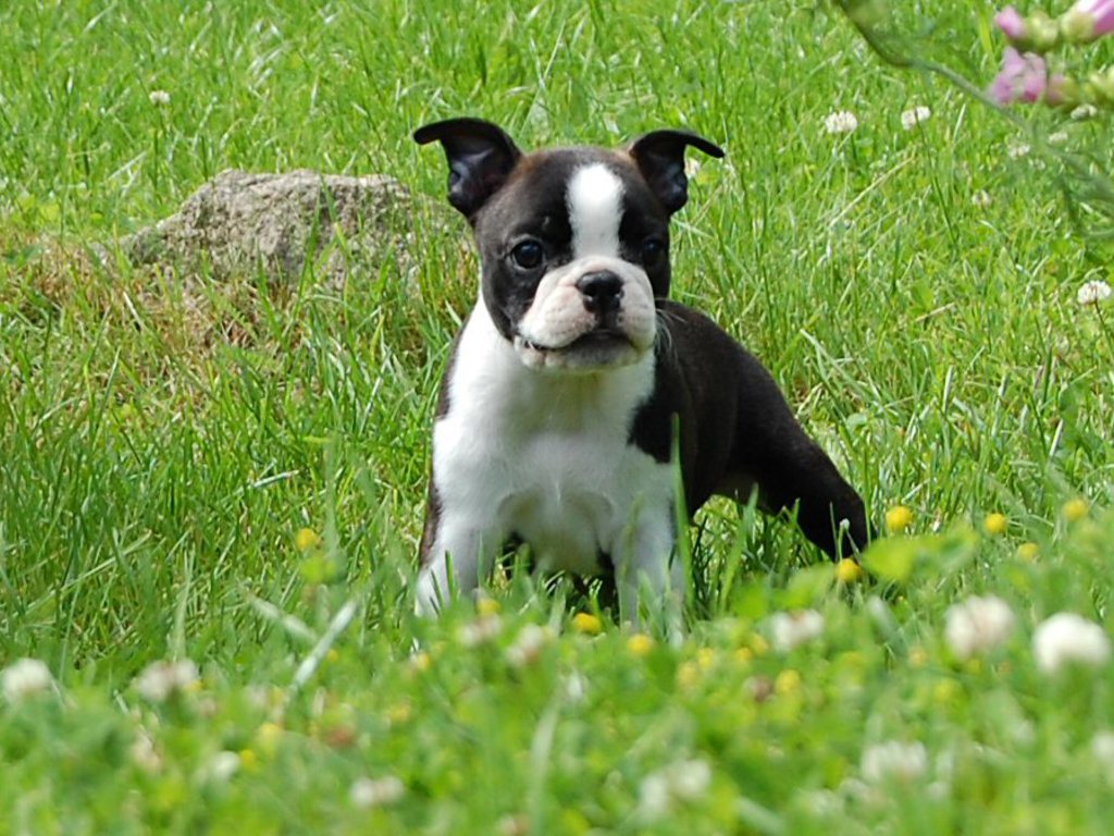Boston Terrier Puppy Pictures Puppy Pictures and Information