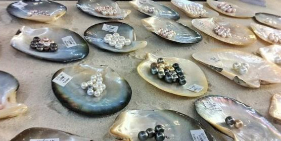 Rất nhiều ngọc trai được bán ở đây để bạn chọn mua làm quà, làm kỷ niệm