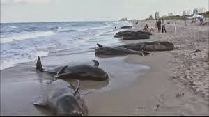 US Navy whale whale beach scam