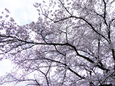 交野市・妙見河原の桜