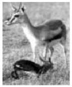 Bank Soal Ipa Kelas 4 Sd Tentang Hewan Pengelompokan Dan Daur