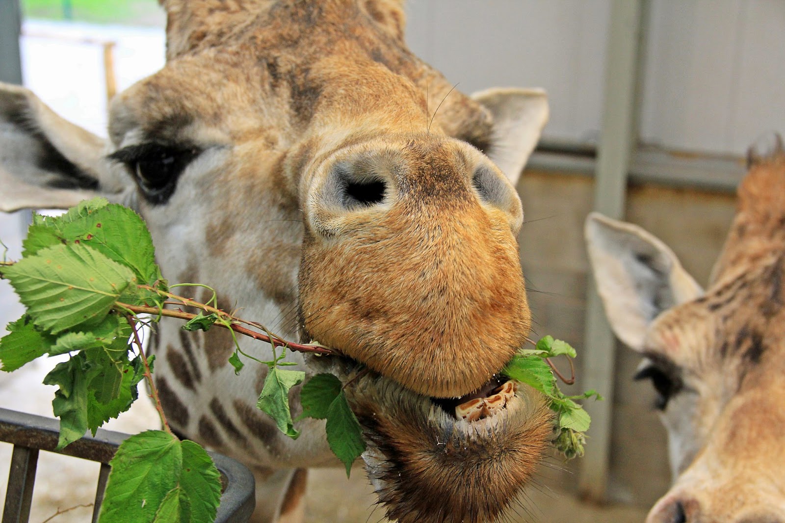 Lancashire Talk To The Animals at Blackpool Zoo