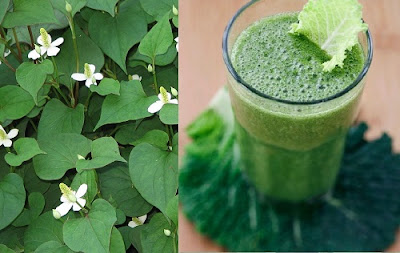 Công dụng của rau diếp cá trong việc chữa bệnh trĩ Công dụng của rau diếp cá trong việc chữa bệnh trĩ