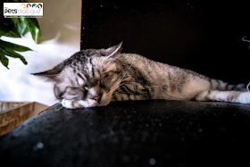 The Pets Dialogue : Are There Cat Cafes Worth The Visit In Yogyakarta?