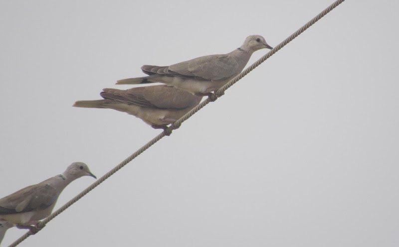 African Collared-Dove in pair