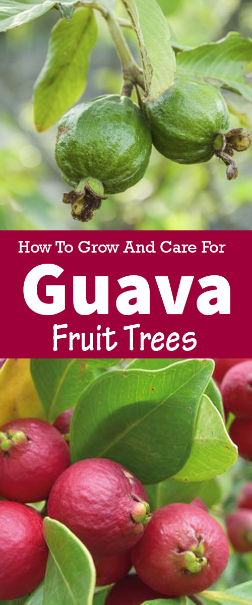 How to Grow and Care for Guava Tree, Growing Fresh Guava Fruit