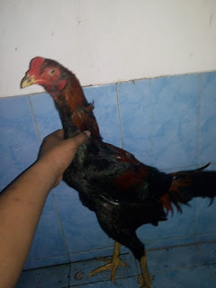 Penyakit Ngorok dan Pengobatannya Penyakit Ngorok dan Pengobatannya