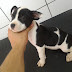 Esteio da Fazenda e Mundo Pet vende lindos filhotes de cães, em Mairi