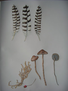 feathers and toadstools