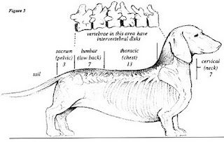 vértebras caninas 