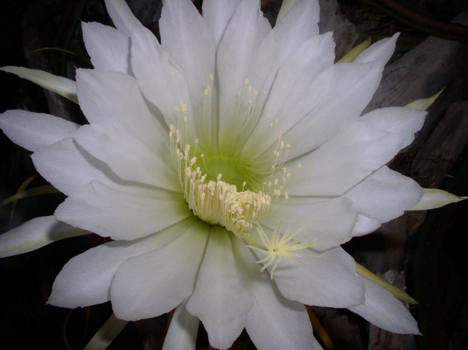 cereus blooms at night cereus blooms at night