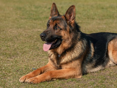 Best 5 Dogs For Adoption Best 5 Dogs For Adoption