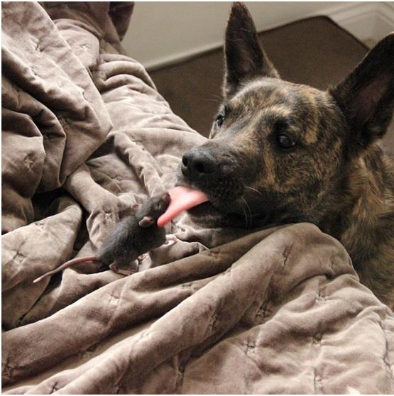 صداقة فريدة من نوعها تجمع بين فأر وكلب