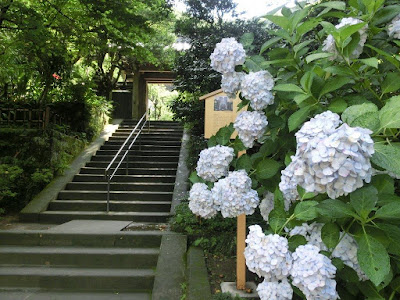 円覚寺のアジサイ