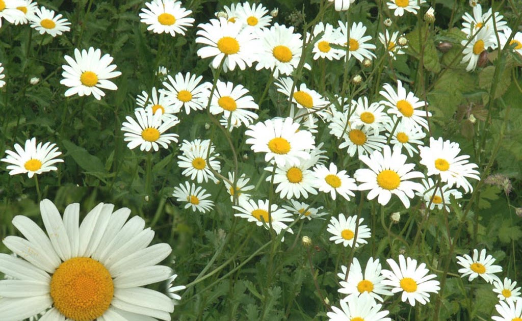 My Background Blog: daisy wallpaper
