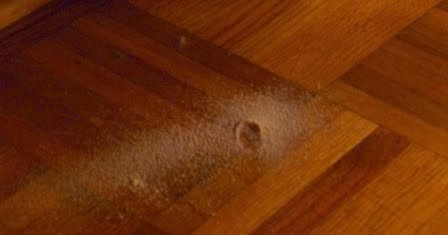 Powder Post Beetles Maui Jungalow