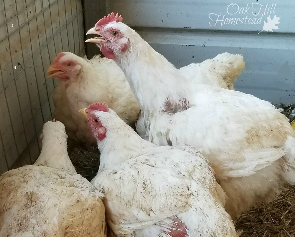 Filling the Freezer Raising Cornish Cross Chickens Oak Hill Homestead