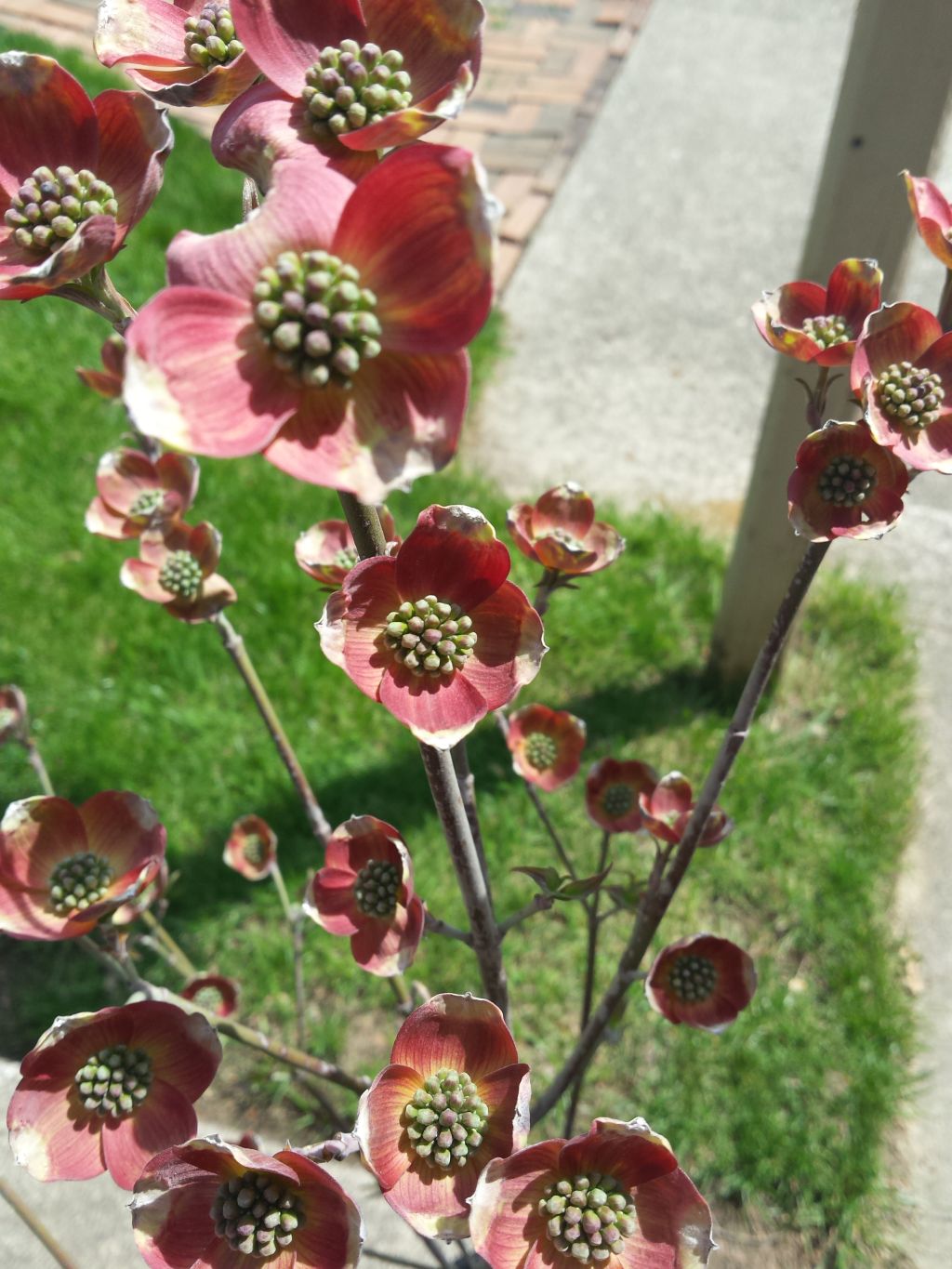 lowes cherokee brave dogwood tree lowes cherokee brave dogwood tree