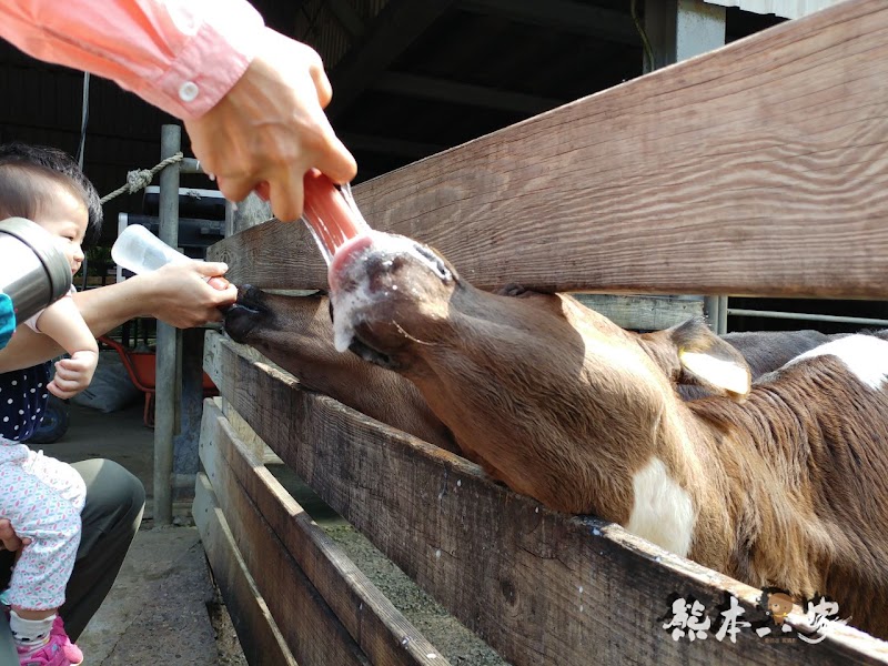 媲美清境青青草原|苗栗飛牛牧場|乳牛綿羊生態區~擠牛奶餵小羊小牛體驗