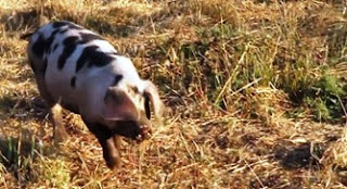 Criador alimenta os porcos com marijuana para ter carne mais saborosa