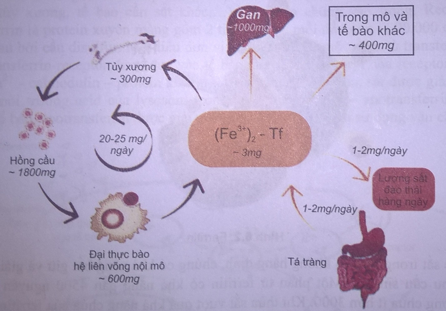 học Y: chuyển hóa sắt - rối loạn và các xét nghiệm chẩn đoán
