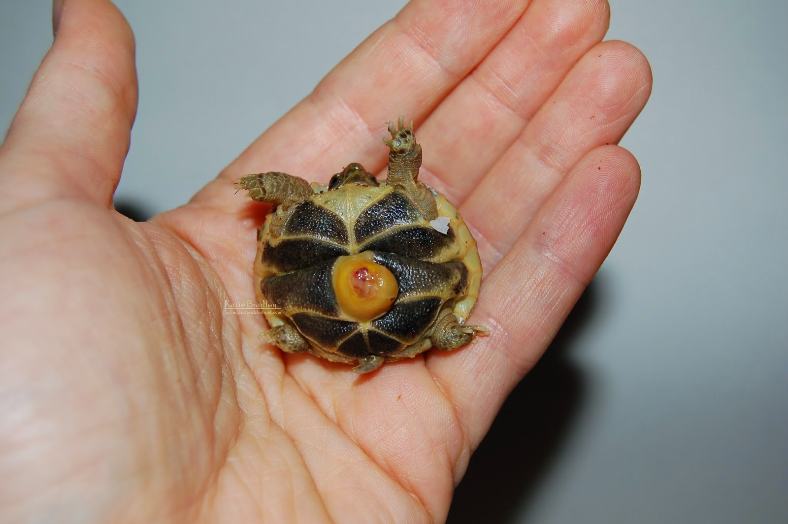 Tortaddiction Russian tortoise Baby4 hatched today!